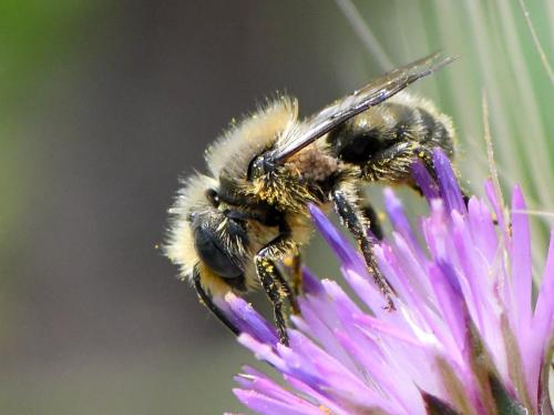 Réf. 279 965 : Osmia sp.